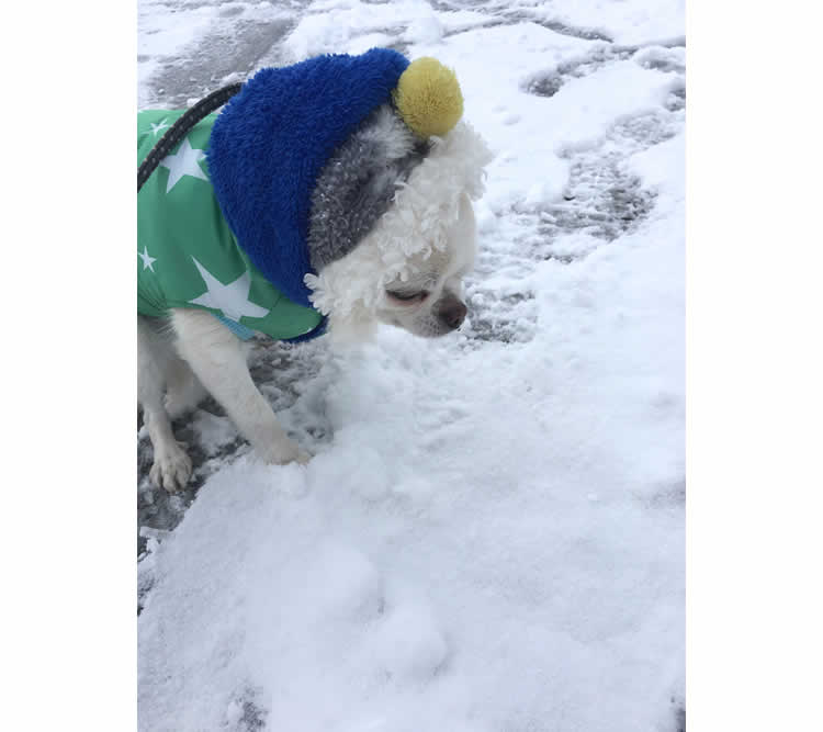 愛犬タラの年末年始