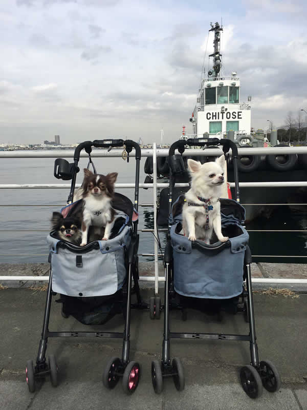 横浜は犬に優しい・夜間救急動物病院