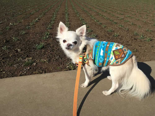 犬のお散歩事情・夜間救急動物病院