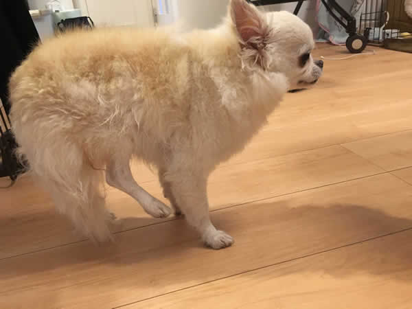 夜間救急動物病院