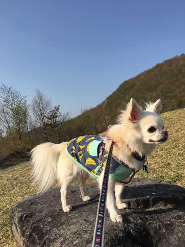 夜間救急・時間外・動物病院