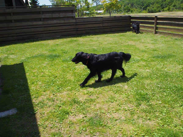 愛犬レトリーバー・夜間診療・救急診療・時間外・動物病院