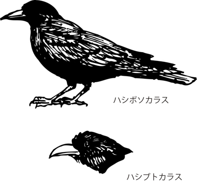 カラス・夜間診療・救急診療・時間外・動物病院