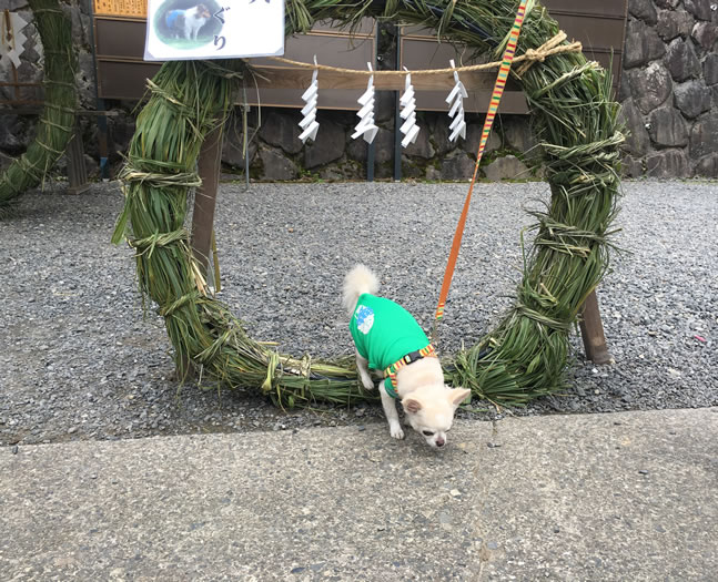 ハイキング・夜間・救急・時間外・動物病院