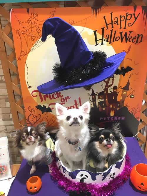 Halloween・保護犬／仕事／夜間・救急・時間外・動物病院