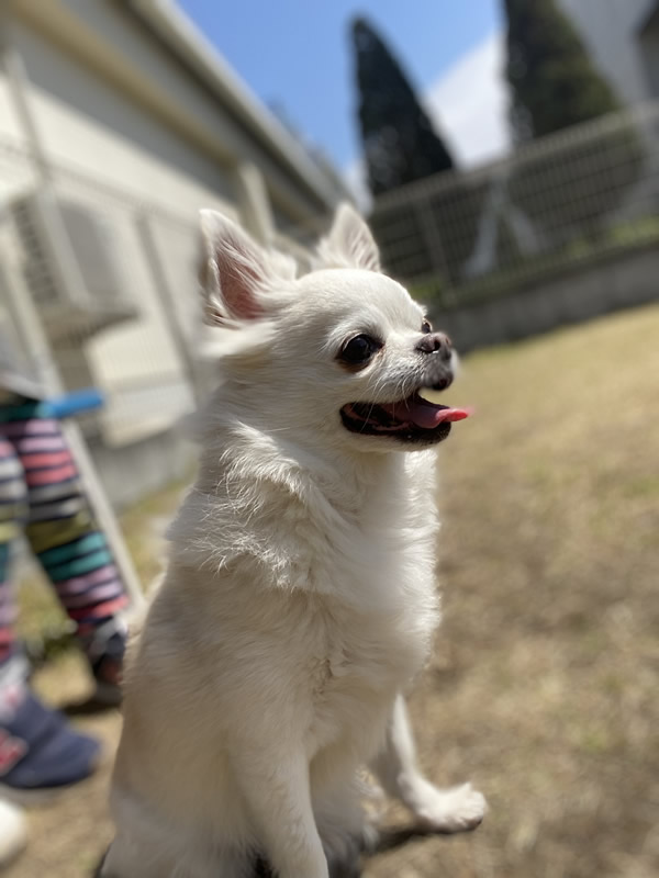 狂犬病・保護犬、夜間・救急・時間外・動物病院"