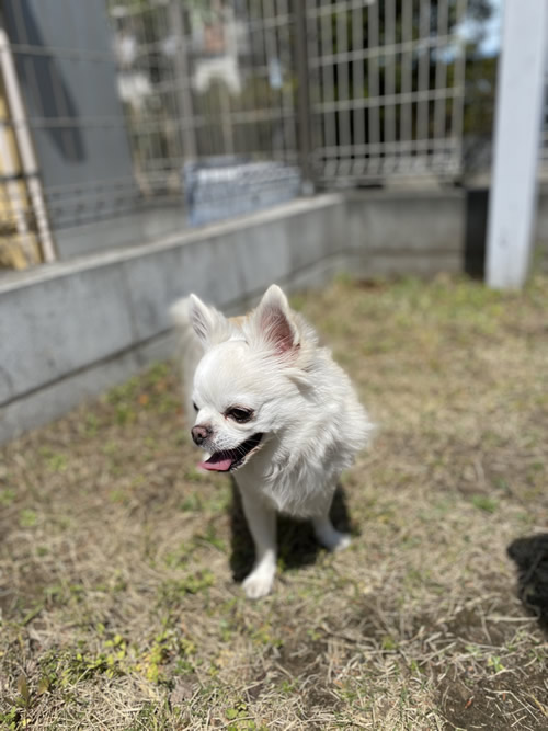 愛犬の日あります・保護犬、夜間・救急・時間外・動物病院"