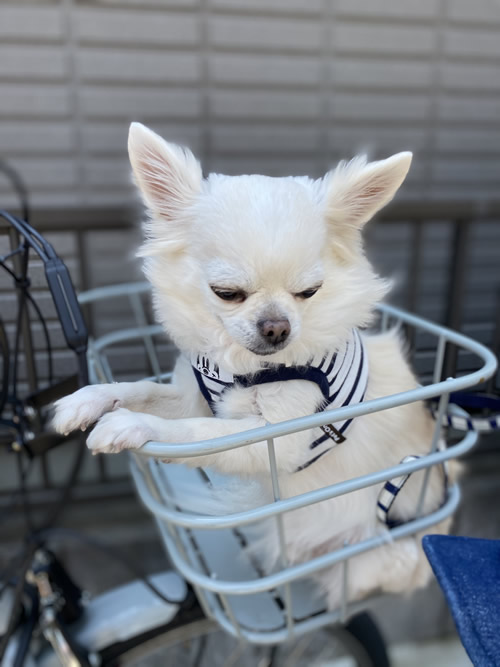 地震・保護犬、夜間・救急・時間外・動物病院"