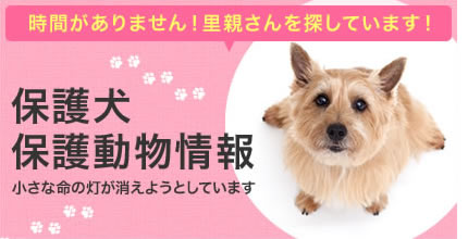 保護犬、保護猫