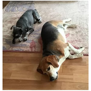 [その他] らものいえ 犬の保護施設でワンちゃんたちのお世話をしませんか？