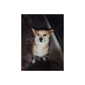 副主任　動物看護師・トリマー　太田